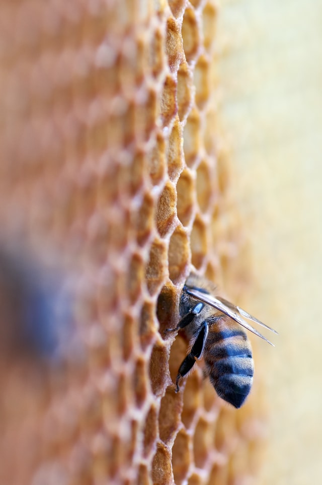 miel de abeja